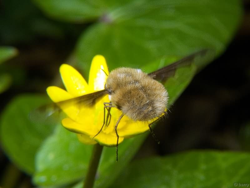 Bombylius major Linnaeus, 1758